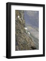 Mountain Goats, Kongakut River, ANWR, Alaska, USA-Tom Norring-Framed Photographic Print