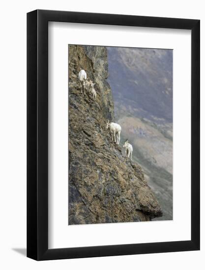 Mountain Goats, Kongakut River, ANWR, Alaska, USA-Tom Norring-Framed Photographic Print