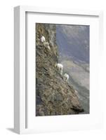 Mountain Goats, Kongakut River, ANWR, Alaska, USA-Tom Norring-Framed Photographic Print