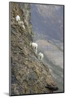 Mountain Goats, Kongakut River, ANWR, Alaska, USA-Tom Norring-Mounted Photographic Print