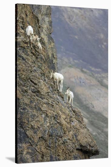 Mountain Goats, Kongakut River, ANWR, Alaska, USA-Tom Norring-Stretched Canvas