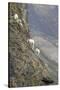 Mountain Goats, Kongakut River, ANWR, Alaska, USA-Tom Norring-Stretched Canvas