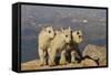 Mountain Goats, Mount Evans, Colorado, USA-null-Framed Stretched Canvas