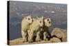 Mountain Goats, Mount Evans, Colorado, USA-null-Stretched Canvas