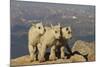 Mountain Goats, Mount Evans, Colorado, USA-null-Mounted Photographic Print