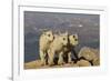 Mountain Goats, Mount Evans, Colorado, USA-null-Framed Photographic Print