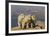 Mountain Goats, Mount Evans, Colorado, USA-null-Framed Photographic Print