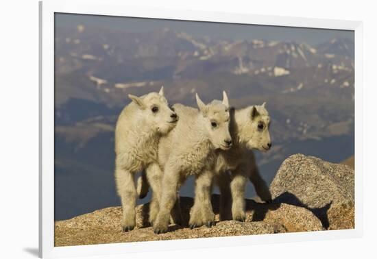 Mountain Goats, Mount Evans, Colorado, USA-null-Framed Photographic Print