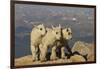 Mountain Goats, Mount Evans, Colorado, USA-null-Framed Photographic Print