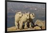 Mountain Goats, Mount Evans, Colorado, USA-null-Framed Photographic Print