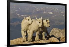 Mountain Goats, Mount Evans, Colorado, USA-null-Framed Photographic Print