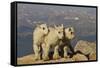 Mountain Goats, Mount Evans, Colorado, USA-null-Framed Stretched Canvas