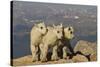 Mountain Goats, Mount Evans, Colorado, USA-null-Stretched Canvas