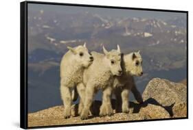 Mountain Goats, Mount Evans, Colorado, USA-null-Framed Stretched Canvas