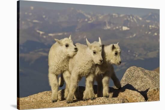 Mountain Goats, Mount Evans, Colorado, USA-null-Stretched Canvas