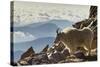 Mountain Goats, Mount Evans, Colorado, USA-null-Stretched Canvas