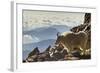 Mountain Goats, Mount Evans, Colorado, USA-null-Framed Photographic Print