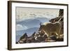 Mountain Goats, Mount Evans, Colorado, USA-null-Framed Photographic Print