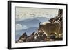 Mountain Goats, Mount Evans, Colorado, USA-null-Framed Photographic Print