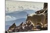Mountain Goats, Mount Evans, Colorado, USA-null-Mounted Photographic Print
