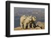 Mountain Goats, Mount Evans, Colorado, USA-null-Framed Photographic Print