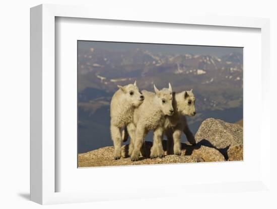 Mountain Goats, Mount Evans, Colorado, USA-null-Framed Photographic Print