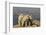 Mountain Goats, Mount Evans, Colorado, USA-null-Framed Photographic Print