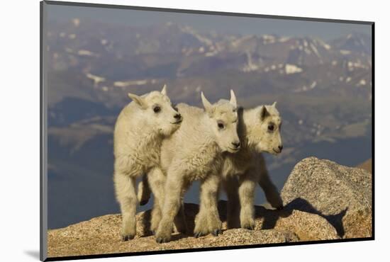 Mountain Goats, Mount Evans, Colorado, USA-null-Mounted Photographic Print