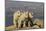 Mountain Goats, Mount Evans, Colorado, USA-null-Mounted Photographic Print