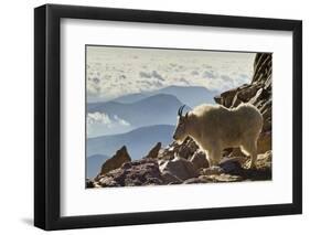 Mountain Goats, Mount Evans, Colorado, USA-null-Framed Photographic Print