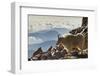 Mountain Goats, Mount Evans, Colorado, USA-null-Framed Photographic Print