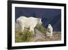 Mountain Goats, nanny and kid-Ken Archer-Framed Photographic Print