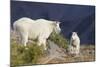 Mountain Goats, nanny and kid-Ken Archer-Mounted Photographic Print