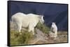 Mountain Goats, nanny and kid-Ken Archer-Framed Stretched Canvas