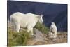 Mountain Goats, nanny and kid-Ken Archer-Stretched Canvas