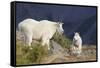 Mountain Goats, nanny and kid-Ken Archer-Framed Stretched Canvas