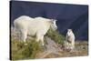 Mountain Goats, nanny and kid-Ken Archer-Stretched Canvas