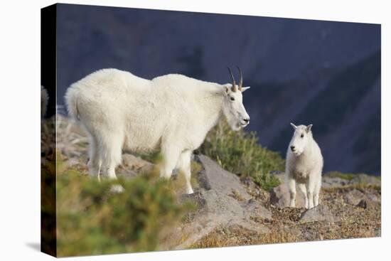 Mountain Goats, nanny and kid-Ken Archer-Stretched Canvas