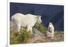 Mountain Goats, nanny and kid-Ken Archer-Framed Photographic Print