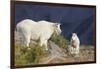 Mountain Goats, nanny and kid-Ken Archer-Framed Photographic Print