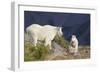 Mountain Goats, nanny and kid-Ken Archer-Framed Photographic Print