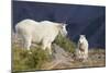 Mountain Goats, nanny and kid-Ken Archer-Mounted Photographic Print