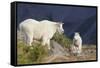 Mountain Goats, nanny and kid-Ken Archer-Framed Stretched Canvas