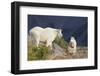 Mountain Goats, nanny and kid-Ken Archer-Framed Photographic Print