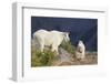 Mountain Goats, nanny and kid-Ken Archer-Framed Photographic Print