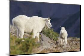 Mountain Goats, nanny and kid-Ken Archer-Mounted Photographic Print