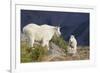 Mountain Goats, nanny and kid-Ken Archer-Framed Photographic Print