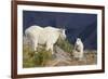 Mountain Goats, nanny and kid-Ken Archer-Framed Photographic Print