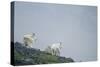 Mountain Goats On Mt. Rainier National Park, WA-Justin Bailie-Stretched Canvas