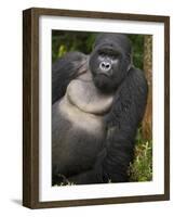 Mountain Gorilla and No 2 Silverback, Kwitonda Group, the Buffalo Wall, Akarevuro, Rwanda-Ralph H. Bendjebar-Framed Photographic Print